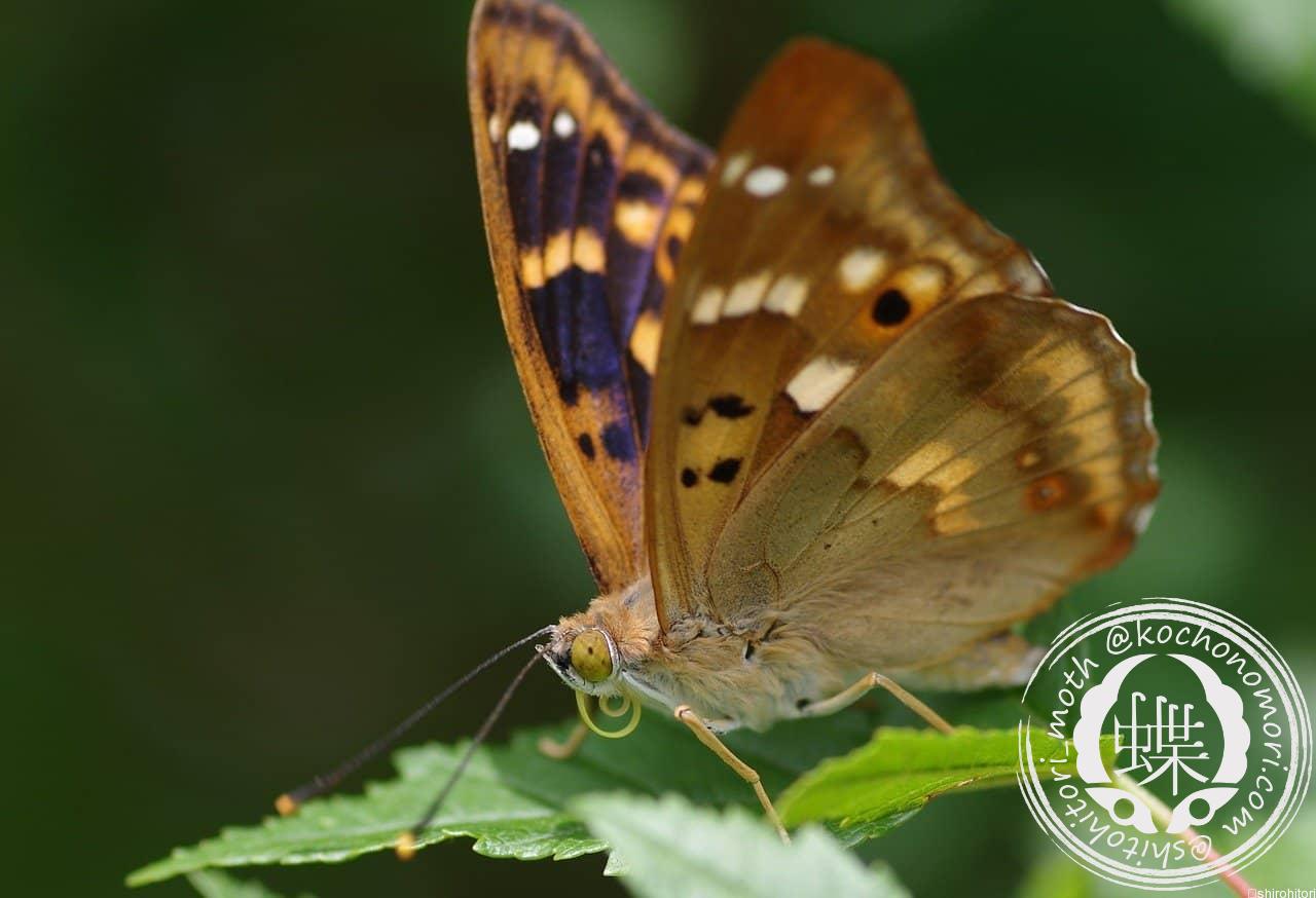 あなたが現在見ているのは タイリクコムラサキ