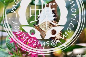 オスジロアゲハ Papilio dardanus cenea オスジロアゲハ