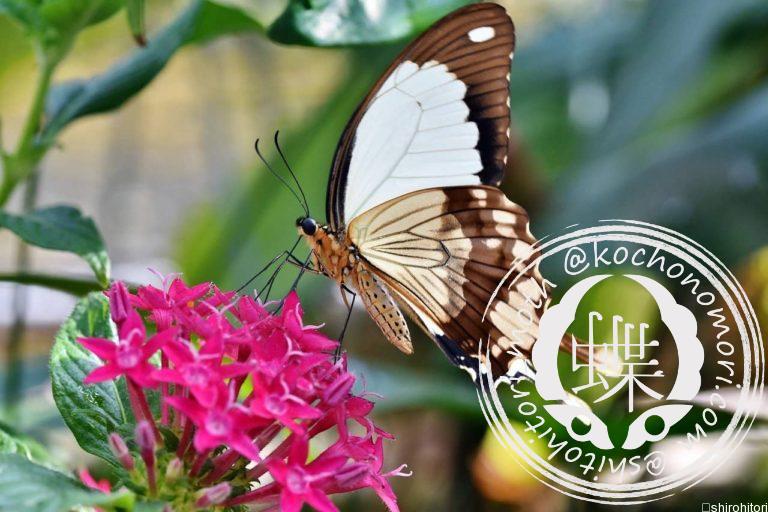 投稿についてもっと詳しく オスジロアゲハ