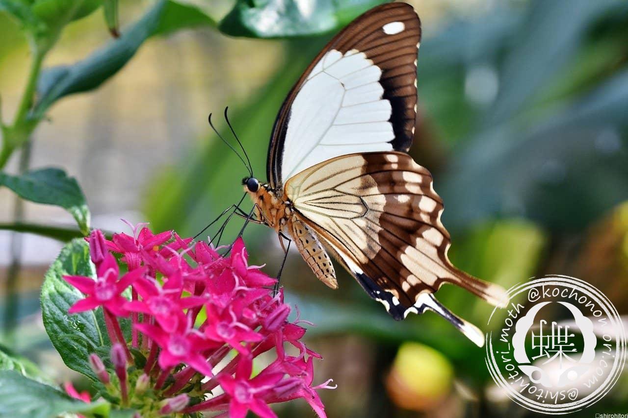 あなたが現在見ているのは オスジロアゲハ