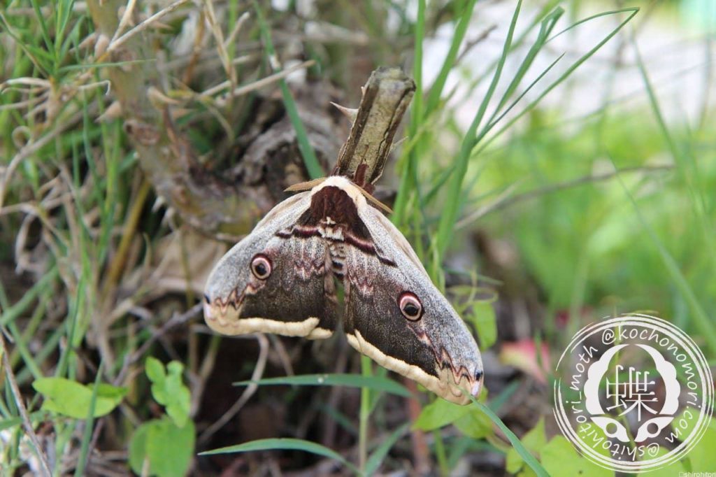 butterfly 4266590 1280 min