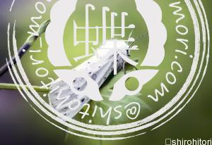 アメリカシロヒトリ