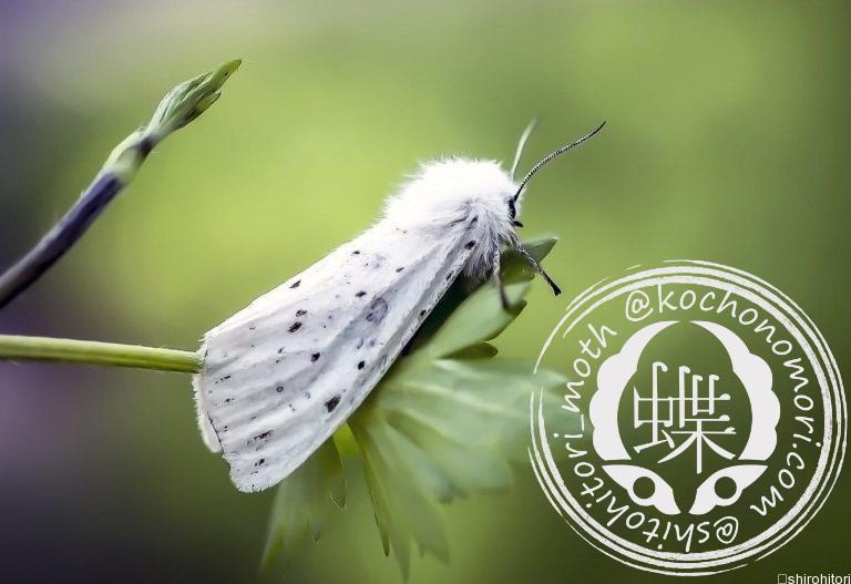 投稿についてもっと詳しく アメリカシロヒトリ