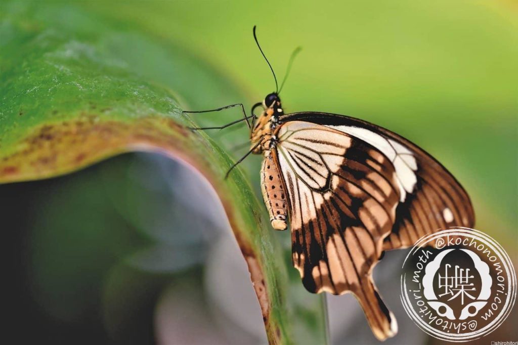 butterfly 4892691 1280 min