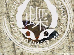 ベニスジカワリタテハモドキ Precis archesia ベニスジカワリタテハモドキ