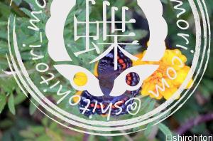 ベニタテハモドキ Precis octavia ベニタテハモドキ