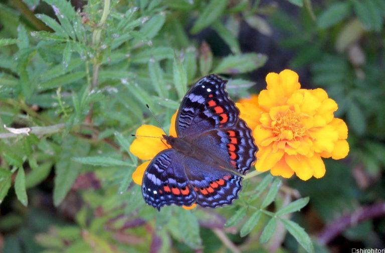 投稿についてもっと詳しく ベニタテハモドキ