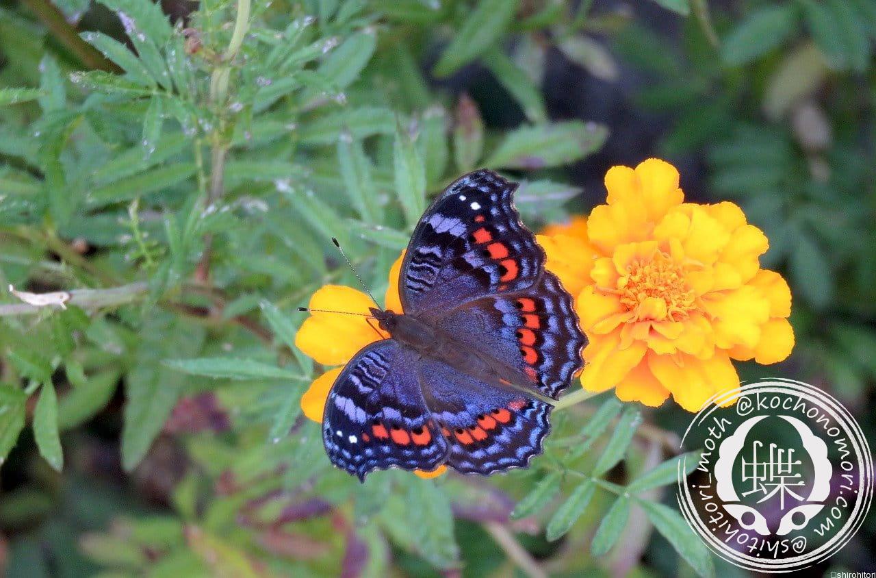あなたが現在見ているのは ベニタテハモドキ