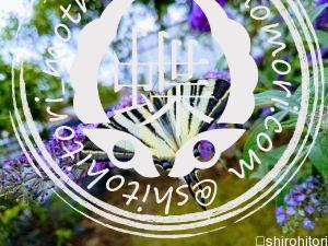 Iphiclides padalirius ヨーロッパタイマイ