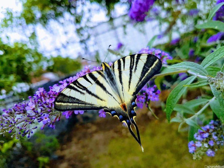 投稿についてもっと詳しく ヨーロッパタイマイ