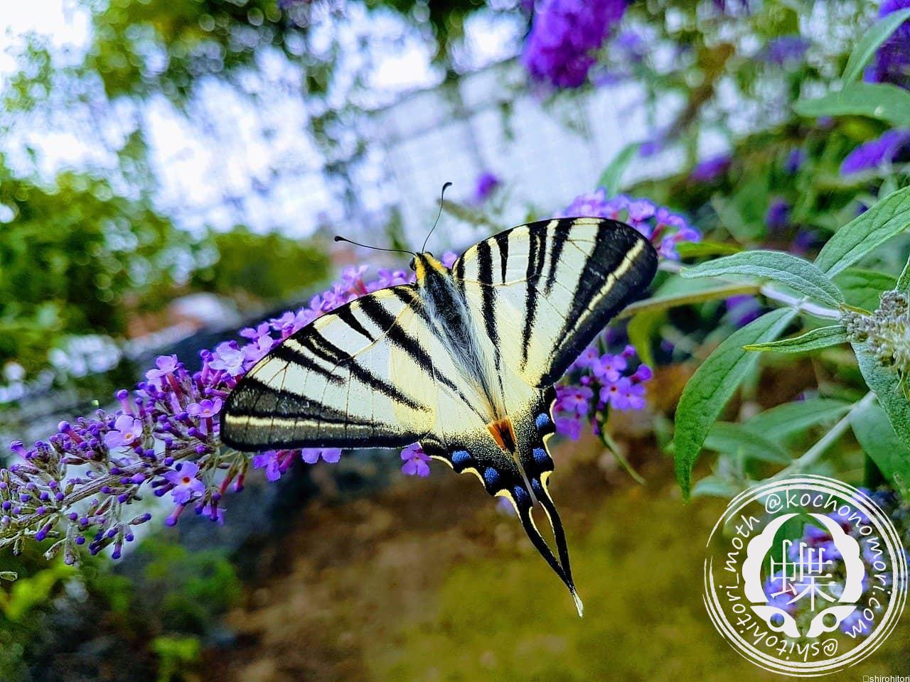 あなたが現在見ているのは ヨーロッパタイマイ