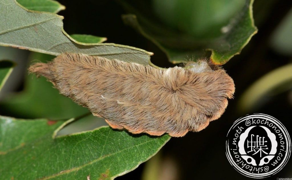 caterpillar 1572925 1280 min