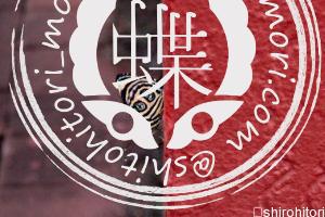 シレネウズマキタテハ