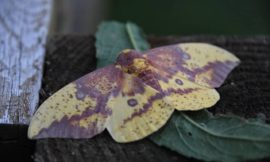 イーグルス・インペリアリス