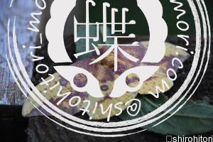 イーグルス・インペリアリス