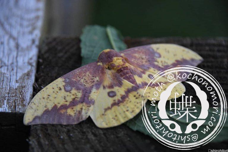 投稿についてもっと詳しく イーグルス・インペリアリス