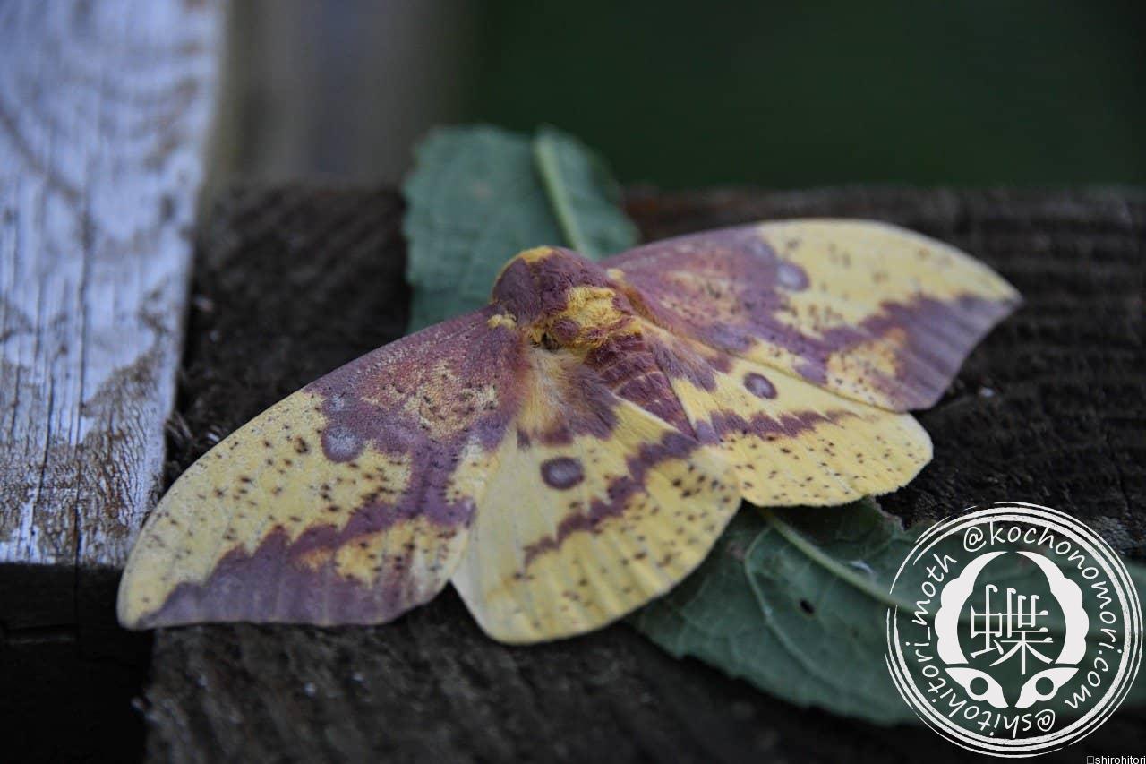 あなたが現在見ているのは イーグルス・インペリアリス