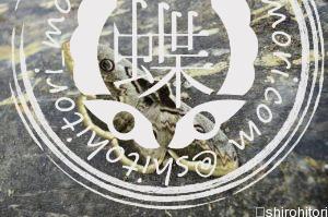 オオクジャクヤママユ