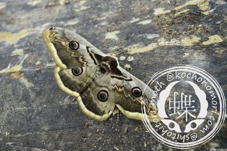 投稿についてもっと詳しく オオクジャクヤママユ