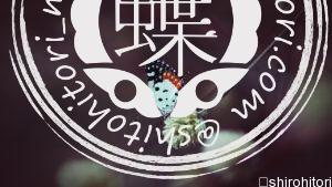 ヒイロツバメシジミ Talicada nyseus ヒイロツバメシジミ