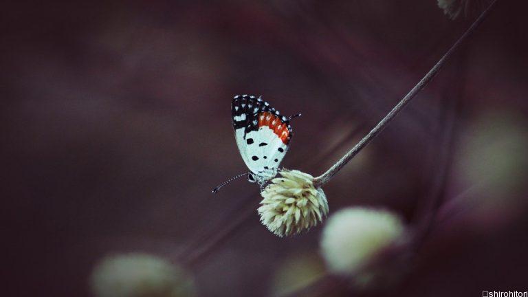 投稿についてもっと詳しく ヒイロツバメシジミ