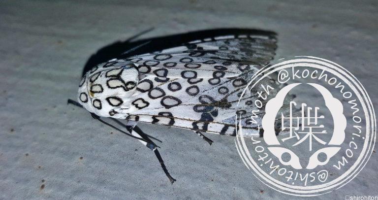 投稿についてもっと詳しく ハイパーコンプ・スクリボニア