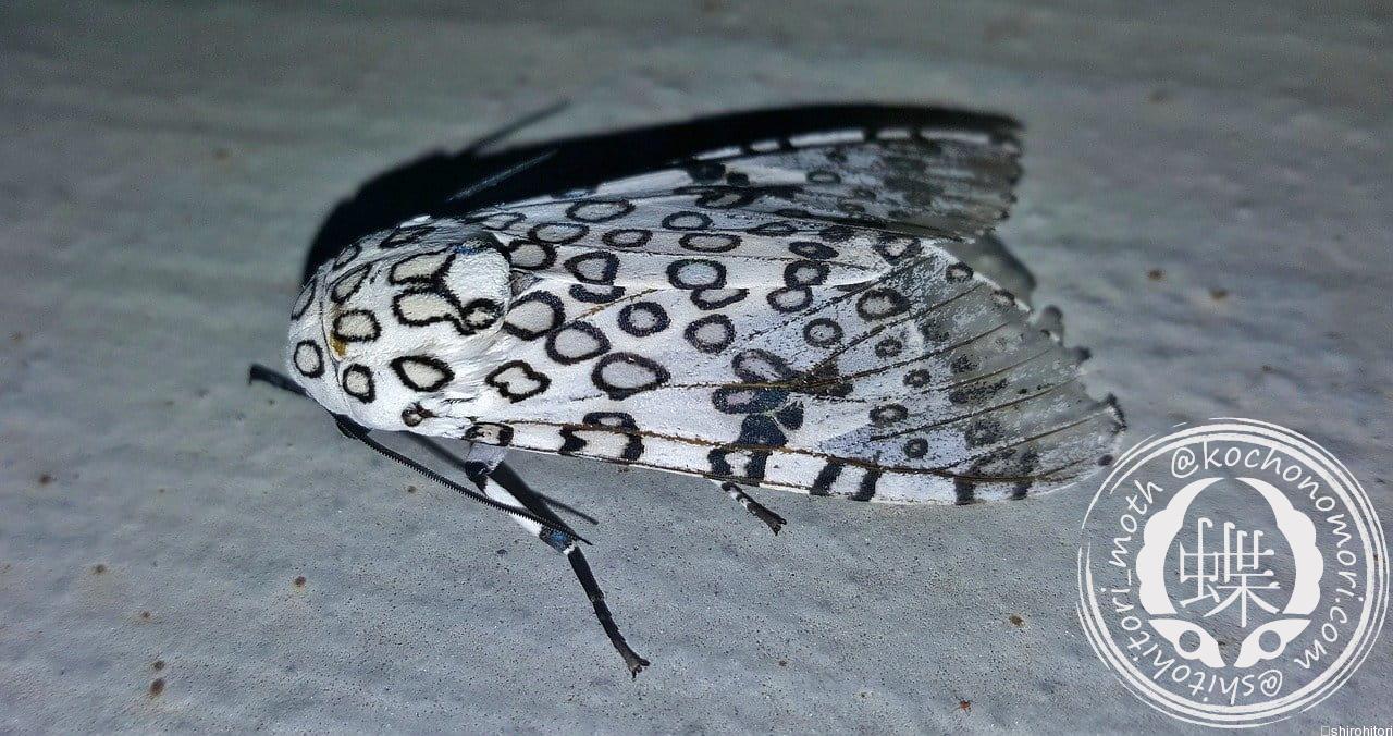 あなたが現在見ているのは ハイパーコンプ・スクリボニア