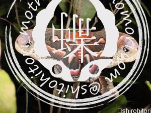 セクロピアサン