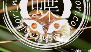 サザン・フランネル・モス サザン・フランネル・モス