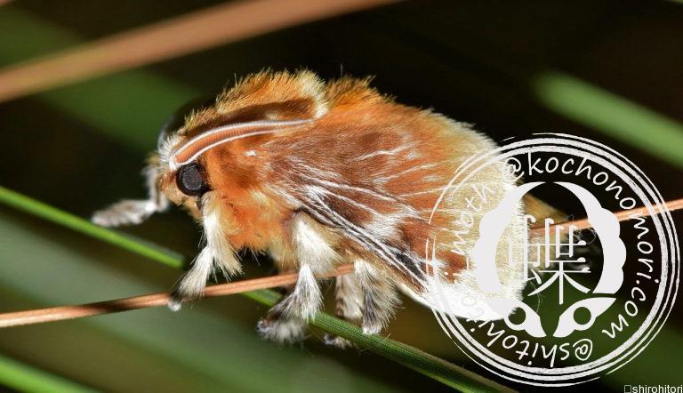 投稿についてもっと詳しく サザン・フランネル・モス