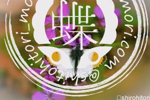 クモマツマキチョウ Anthocharis cardamines クモマツマキチョウ