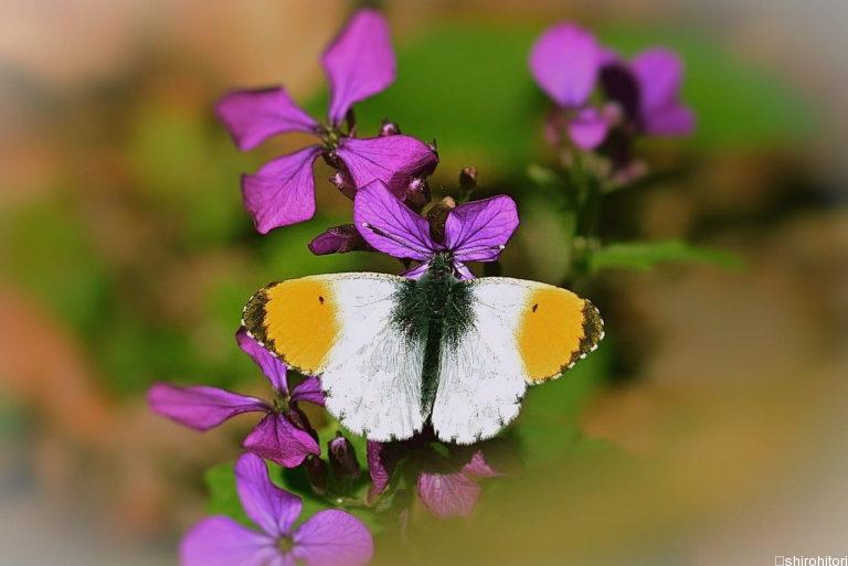 投稿についてもっと詳しく クモマツマキチョウ