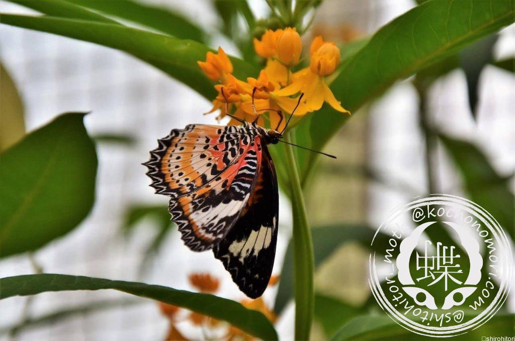 painted lady 3233814 1280 min