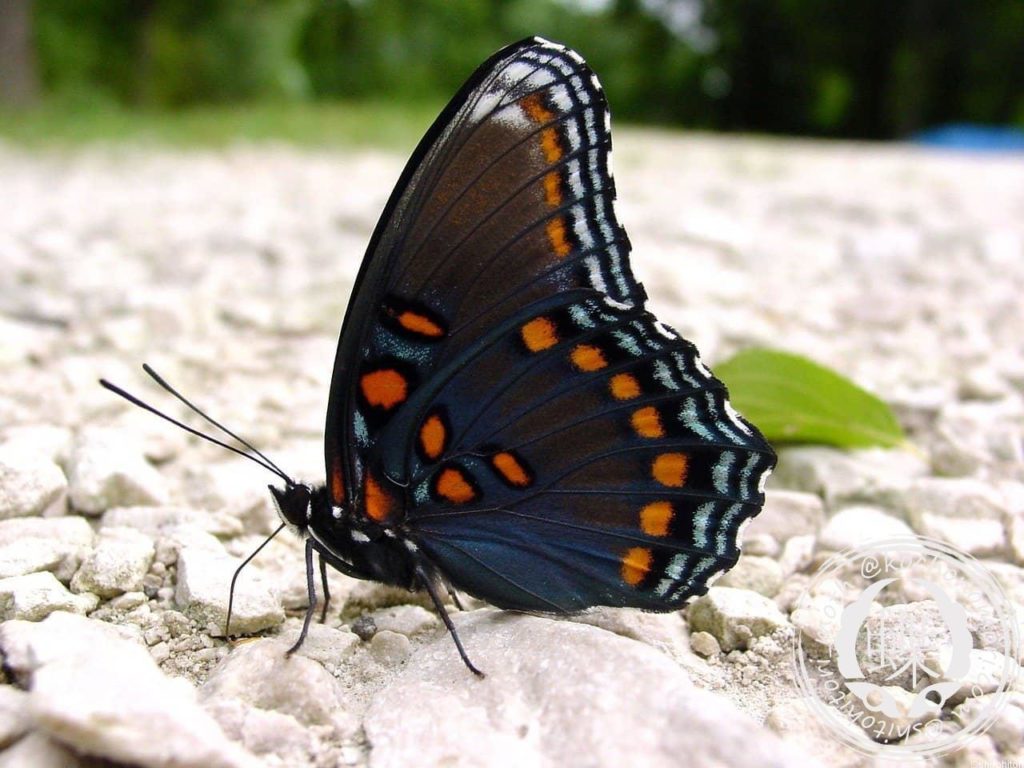 red spotted 1596903 1280 min