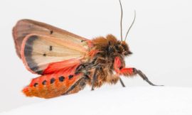 ガンソアマヒトリ