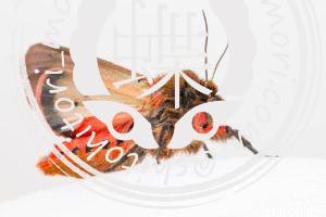 Phragmatobia fuliginosa　ガンソアマヒトリ