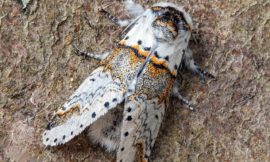 ナカグロモクメシャチホコ