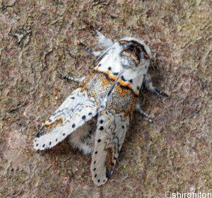 sallow kitten moth 5081020 1280 min