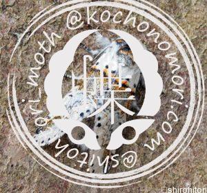 ナカグロモクメシャチホコ Furcula furcula ナカグロモクメシャチホコ