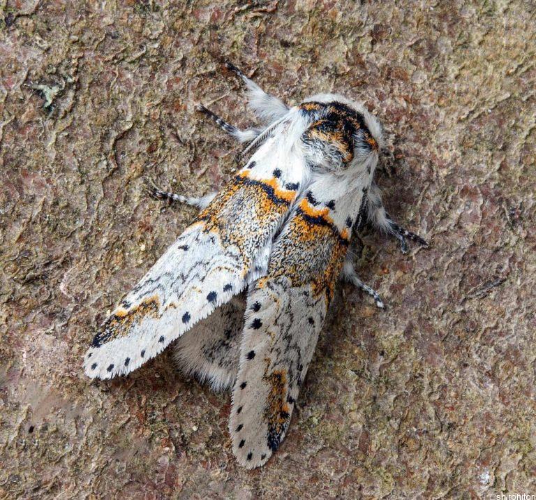 投稿についてもっと詳しく ナカグロモクメシャチホコ