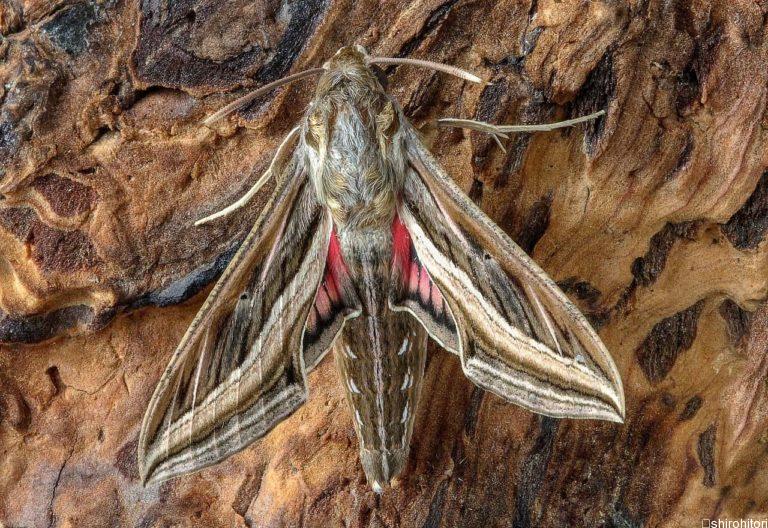 投稿についてもっと詳しく シタベニセスジスズメ