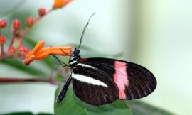 エラートドクチョウ