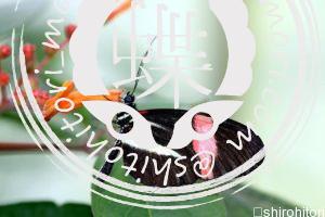 エラートドクチョウ