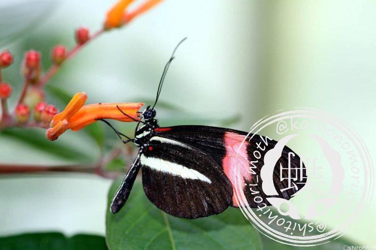 投稿についてもっと詳しく エラートドクチョウ