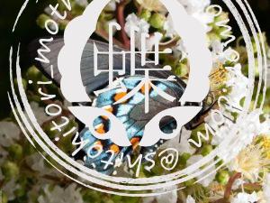 アオジャコウアゲハ2