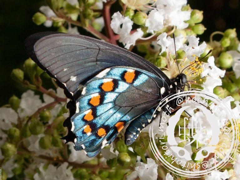 投稿についてもっと詳しく アオジャコウアゲハ