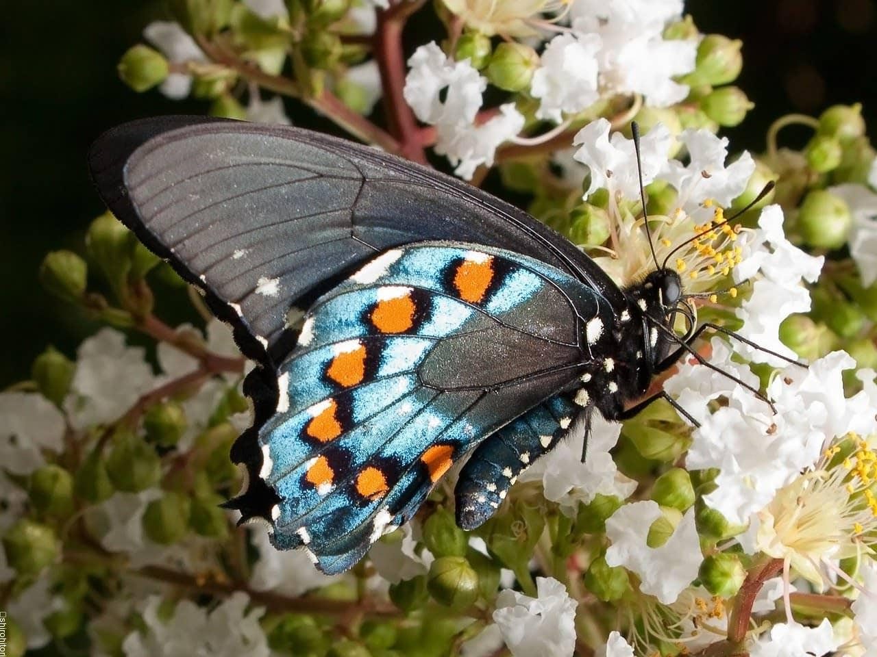 アオジャコウアゲハ 胡蝶の杜