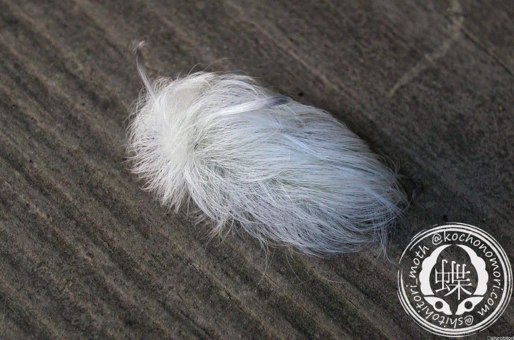 white flannel moth caterpillar 1814706 1280 min