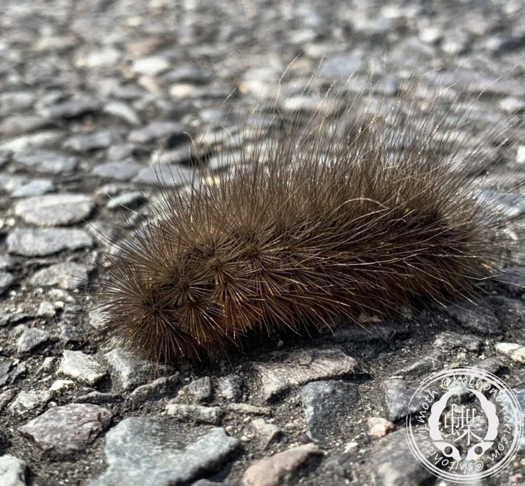 2415526 m min e1588724621571