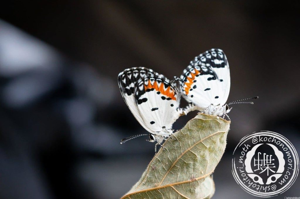 butterfly 4653304 1280 min